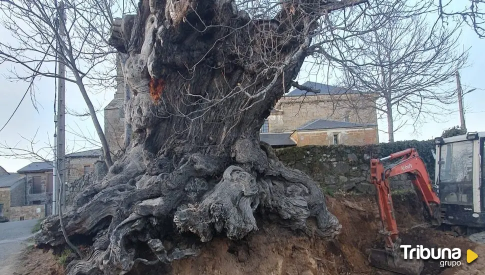 En defensa de los árboles monumentales: Ecologistas denuncian daños en un castaño de 5 siglos en Sanabria