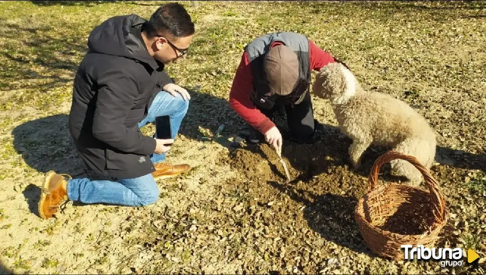 Zamora celebrará la I Jornada de la Trufa, un evento gastronómico con cocineros de toda Castilla y León 