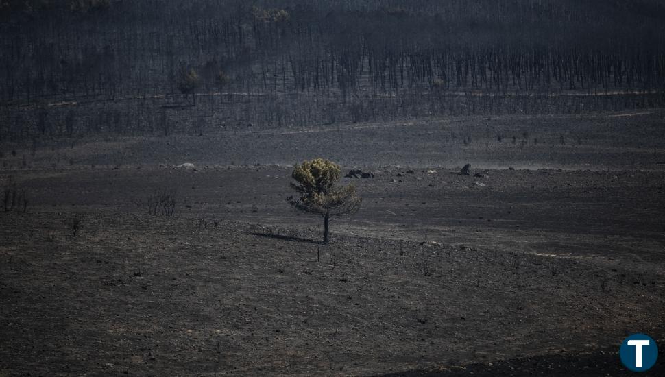 La Junta cifra en 31.473 hectáreas la superficie afectada en Losacio, el mayor fuego de CyL   