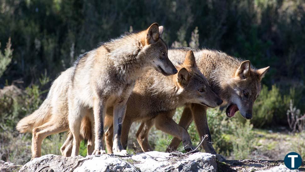 Los empresarios de Sayago reclaman soluciones a los ataques del lobo