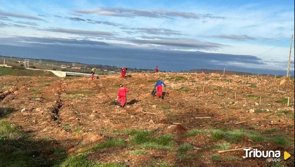 Cientos de árboles y plantas en vez de escombros en el vertedero de la zona norte de Zamora