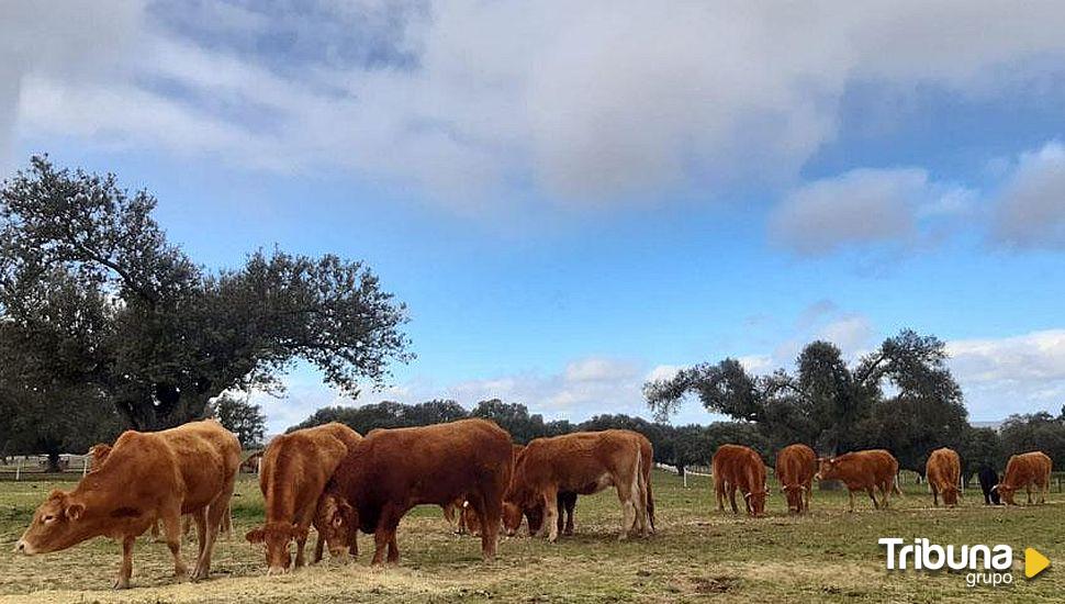 La EHE afecta ya a 1.400 cabezas de ganado en Zamora