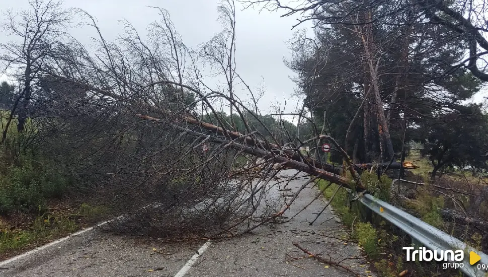 Nivel naranja en Zamora por rachas de viento que pueden llegar a 90 kilómetros por hora, 100 en Sanabria