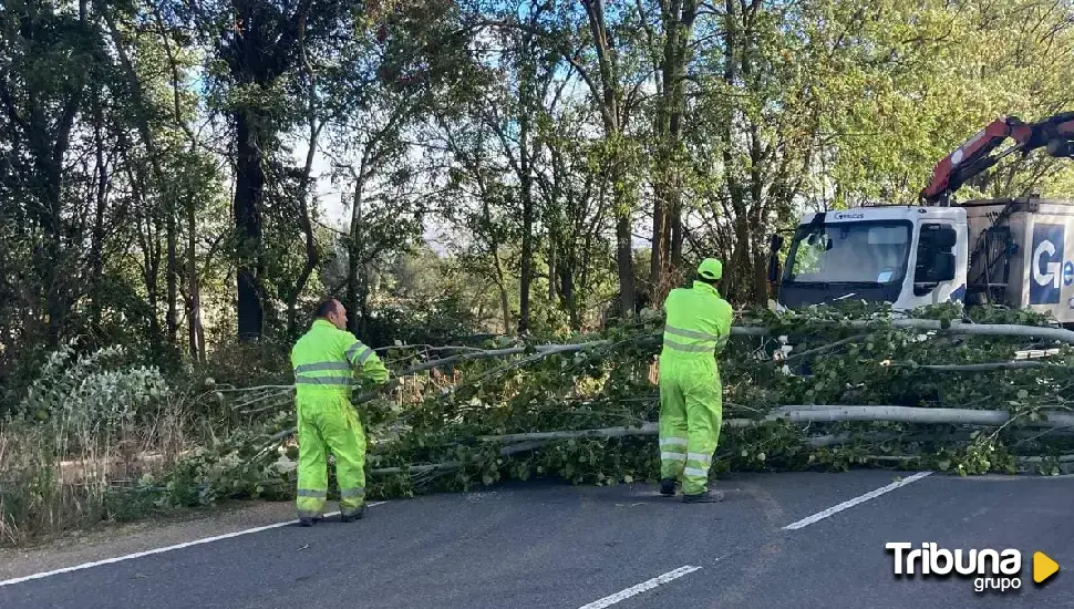 Más de 100 incidencias por el temporal en Zamora entre cristales, tejados y árboles caídos