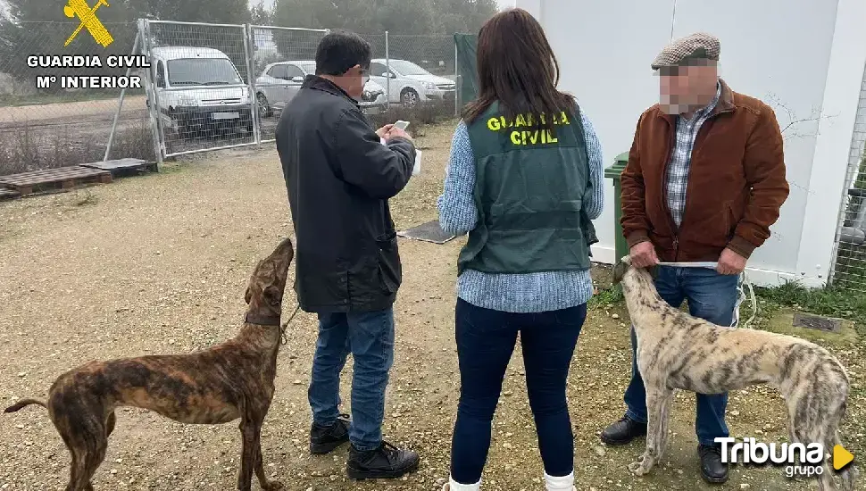 Investigadas 13 personas por robo de galgos en una operación de la Guardia Civil de Zamora en 7 provincias