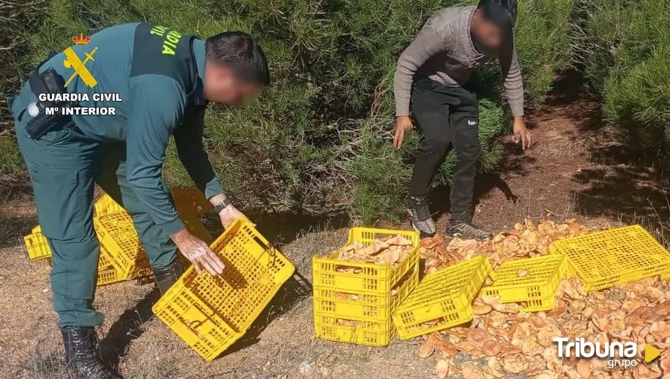 La Guardia Civil pone cerco en Zamora a la recolección ilegal de setas con más de 250 kilos intervenidos