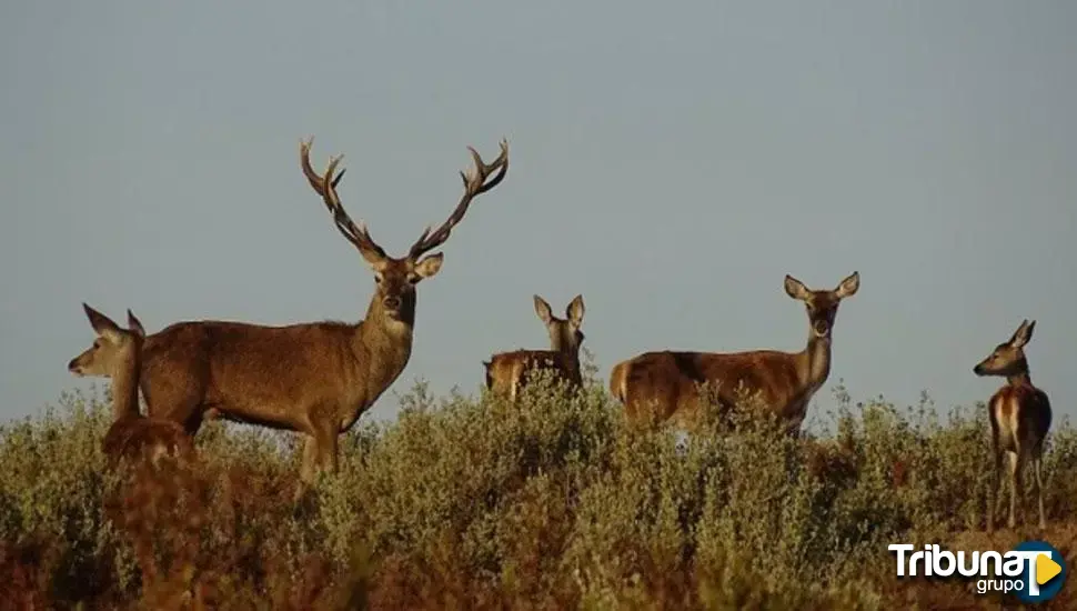 La EHE se extiende en la reserva de la Sierra de la Culebra en Zamora: Tres ciervos muertos con la enfermedad