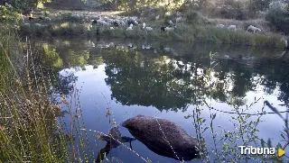 Preocupación en Zamora tras denunciarse la presencia de cientos de ciervos muertos en Sanabria y Carballeda