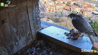 La vida en directo de Brisa y Viento, los halcones peregrinos que anidan en Zamora 