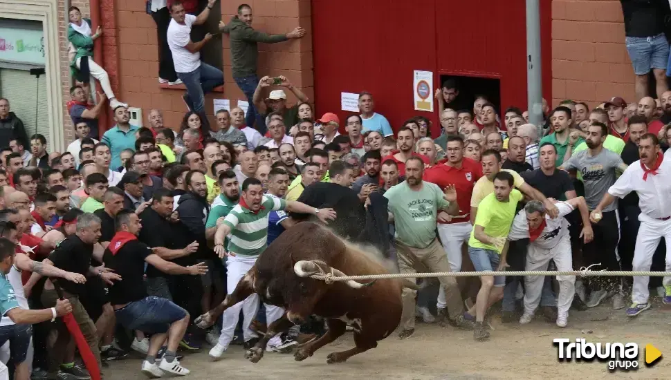 Benavente reclama la declaración del Toro Enmaromado como Fiesta de Interés Turístico Nacional