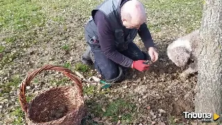 La cosecha de trufa negra ecológica de la Diputación de Zamora se adjudica a mil euros el kilo